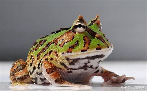 角蛙生病症狀 星座特性